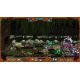 Culling of the Cows - Platformy Steam cd-key