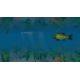 European Fishing - Platformy Steam cd-key