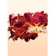GUILTY GEAR Xrd -REVELATOR- Deluxe Edition